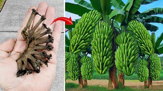 Dont throw it away this banana breeding method is unique [upl. by Bubb]