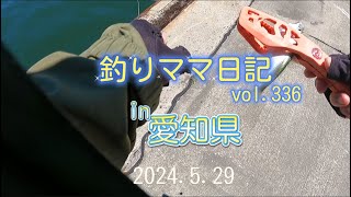 釣りママ日記vol336愛知県 [upl. by Idnahs]