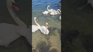 swans penryn river [upl. by Nebuer]