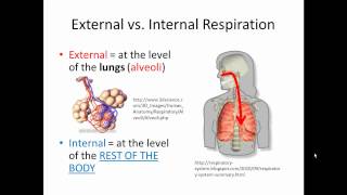 Internal vs External Recruitment [upl. by Odelle98]