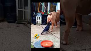 The Most Over DRAMATIC DOGS amp BIRDS Ever 🐶 🕊️viralshort trending funnymoments short [upl. by Mozart507]