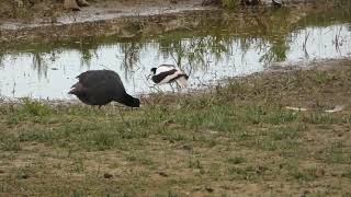 Avocet vs Coot at Rainham Marshes [upl. by Helmut602]