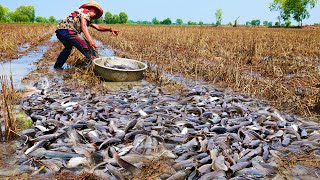 I Catch a lot of Catfish in the Field after Harvest Rice [upl. by Anoynek]