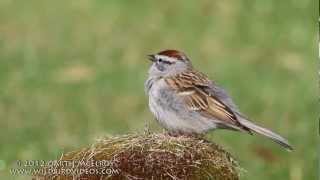 Chipping Sparrow Singing [upl. by Aicinad]