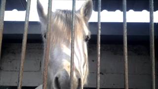 Visite de mon centre equestre [upl. by Duester]