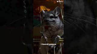 My Peace chinchillacuteness infloofencer pets chinchilla chinchillalove cutepets [upl. by Ahseena]