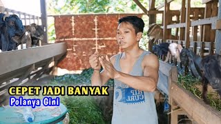 Cara Breeding kambing cepat jadi banyak sampai kandang tidak muat [upl. by Maite]