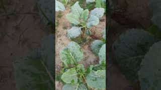 Cauliflower🌱 🥦plantsphoolgobhihomegardenshorts [upl. by Rettig407]