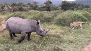 LION PRIDE HUNTS RHINO ANIMALS FIGHT [upl. by Eiramanad]