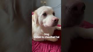 Matlab tu Chaudhari hai doglover dog trending shortsvideo likecommentsubscribe youtubeshorts [upl. by Leuqram]