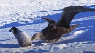 Baby Penguin Dodges Predators  Snow Chick A Penguins Tale  BBC Earth [upl. by Ahsiyt]