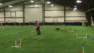 Nargles Hoopers Yellowstone Dog Sports Trial [upl. by Curr]