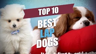 Top 10 Best Lap Dogs for Cuddly Owners [upl. by Harned689]