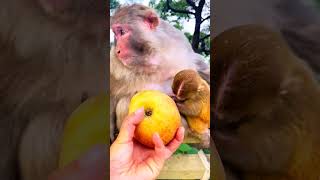 Lychee sequelae monkeys magical animals wild animals at close range people and anim [upl. by Wylde748]