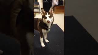 Pomsky Practicing Howling [upl. by Danny]