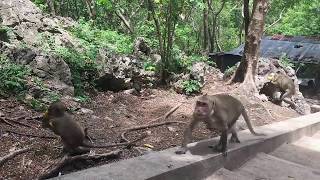 Happy With Monkey Meeting Beautiful girl  Funny Monkeys Group With Girl [upl. by Orips]