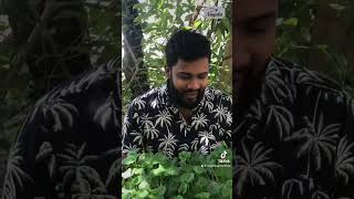 🍃☘️How to grow hydroponic gotukola Indian pennywort Asiatic pennywort spadeleaf☘️🍃part 02 [upl. by Shea]