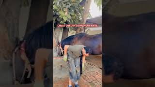 CHEAK QUALITY SIDHUHOOFKNIFE farrier farriertools horsecare hooftriming horseracing [upl. by Dygal]