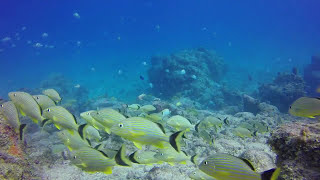 Government Cut Reef Survey  Looking Over the Edge of the Ledge Into the Shipping Channel  2014 [upl. by Bury]