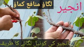 how to grow fig plant from cutting plantology youtube trending [upl. by Behlau]