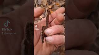 Ww1 german pickelhaube Iron eagle excavation from rigasfrontline metaldetecting deus digging [upl. by Jemie]