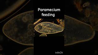 Paramecium feeding under microscope protista paramecium feeding species classification [upl. by Dillon]