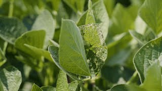 Insect Management During Critical Soybean Growth Stages [upl. by Eniffit]