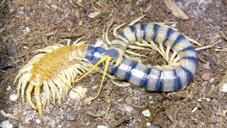 Amazing Timelapse Shows Giant Centipede Molting [upl. by Fernandez]