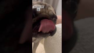 Lick Lick Lick Lick Lick 👅💦🎵 shorts asmrsounds doglover [upl. by Bensky954]