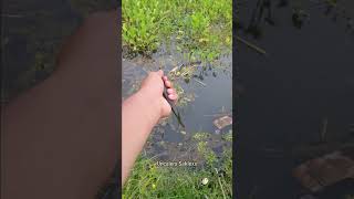 🚀RELEASING SNAKEHEAD FISH IN THE SWAMP🚀 sorts release snakeheadfish [upl. by Emarie309]