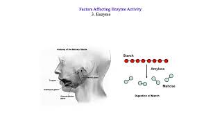 Factors Affecting Enzyme Activity Continuation [upl. by Bluh]