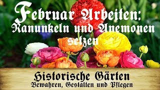 Arbeiten im Februar Ranunkeln und Anemonen setzen oder voranziehen [upl. by Auric]