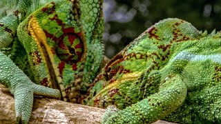 Chameleons Fight To Defend Their Territory  Madagascar  BBC Earth [upl. by Corbett294]