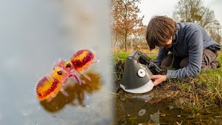 Photographing and Filming tiny Water Springtails [upl. by Anerbas]