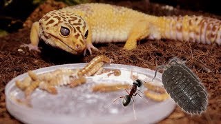 FEEDING TIME FOR GECKOS amp INVERTS [upl. by Xylia]