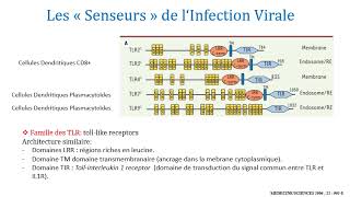 Limmunité antivirale [upl. by Nilved441]