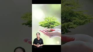 What is Liquid tree🌳 ये पेड़ चल भी सकता है shorts amazingshortsinhindi c3shorts [upl. by Refeinnej]