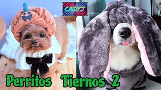 perritos tiernos 2 [upl. by Carissa955]