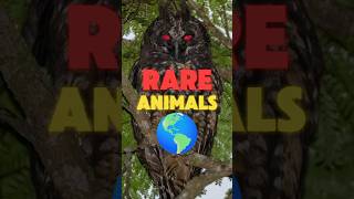 Top 5 RAREST Animals in the World 🌎 [upl. by Eiromem424]