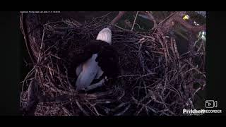 SWFL Bald Eagles Cam 2 11112024 1753 [upl. by Delwin]