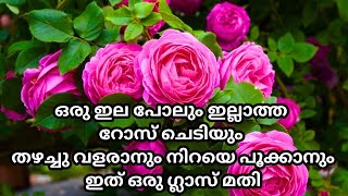 റോസ് നശിക്കാതിരിക്കാനും നിറയെ പൂക്കാനും ഇത് ഒരു ഗ്ലാസ് മതി  Best magic fertilizer for Rise plant [upl. by Ng]