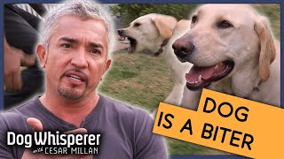 Cesar Millan Gets Bitten By Dog  Season 9 Episode 12  Dog Whisperer [upl. by Oderfliw]