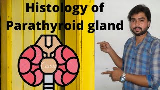 Histology of Parathyroid gland By Abhishek sir [upl. by Selma]