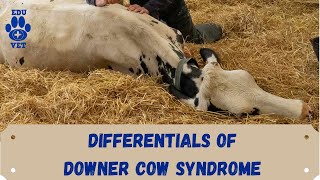 Differential Diagnosis in Downer Cow Syndrome [upl. by Feingold197]