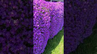 Aubrieta CASCADE BLUE forms an Impressive Wall of Flowers shorts [upl. by Atiz]