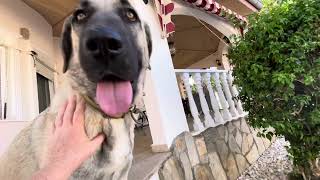 Kangal Hunde ein Jahr alt in Alanya Antalya Türkei 29 September 2024 Kangal Dogs [upl. by Zsamot]