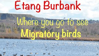 Étang Burbank  Best Place to see Migratory Birds  Quebec [upl. by Gabrielli443]