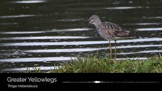 Greater Yellowlegs [upl. by Anemolif]