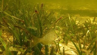 Seagrass Beds and Blue Carbon In the Grass On the Reef [upl. by Airretal]