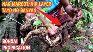 BONSAI PROPAGATION USING AIR LAYERINGMARCOTTINGBANYAN [upl. by Irtimd]